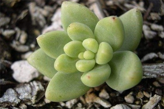 凝脂莲的病虫害及预防和治疗办法,黑腐病需修枝根系消毒