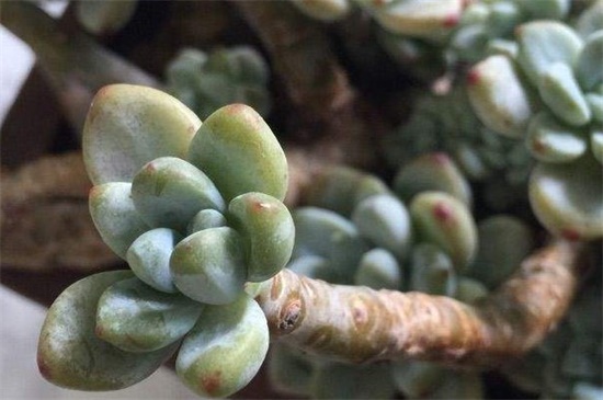 凝脂莲的病虫害及预防和治疗办法,黑腐病需修枝根系消毒