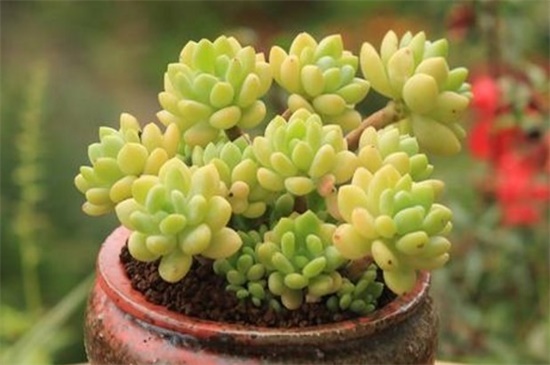 凝脂莲的病虫害及预防和治疗办法,黑腐病需修枝根系消毒