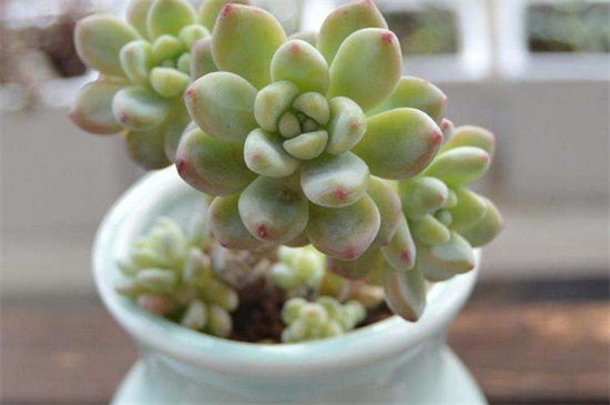 凝脂莲的病虫害及预防和治疗办法,黑腐病需修枝根系消毒