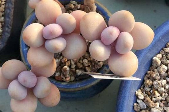 新买来的桃之卵如何养胖