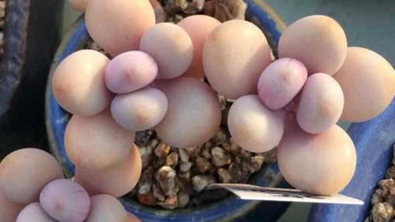 桃之卵叶片发皱长不肥如何办