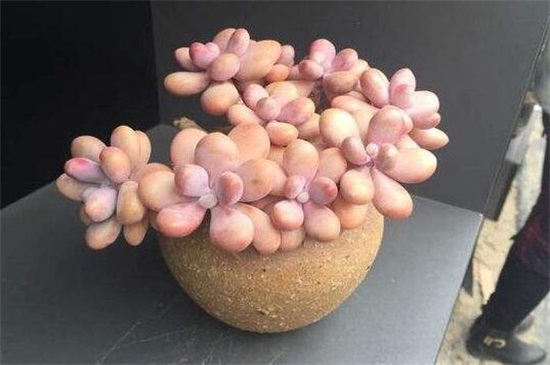 桃之卵叶片发皱长不肥如何办