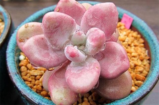 如何区分桃之卵和桃美人