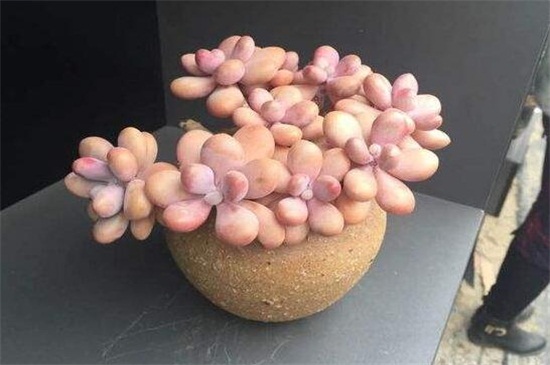 如何区分桃之卵和桃美人