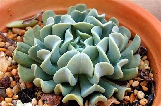 特玉莲的养殖办法