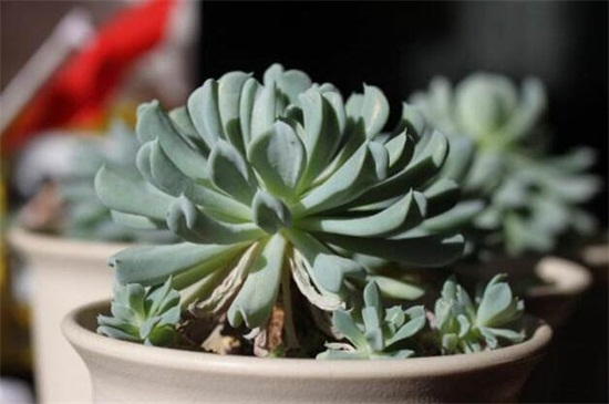 特玉莲的养殖办法