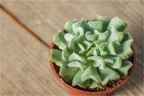 特玉莲叶片干枯腐烂如何办，遮阴防晒并剪根换土