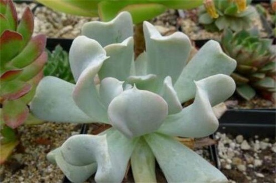 特玉莲叶片干枯腐烂如何办，遮阴防晒并剪根换土