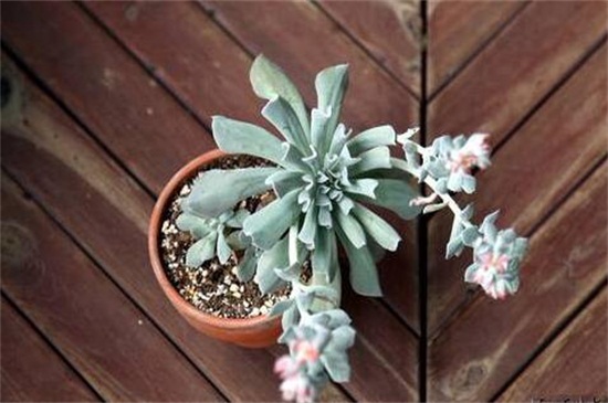 特玉莲叶片干枯腐烂如何办，遮阴防晒并剪根换土