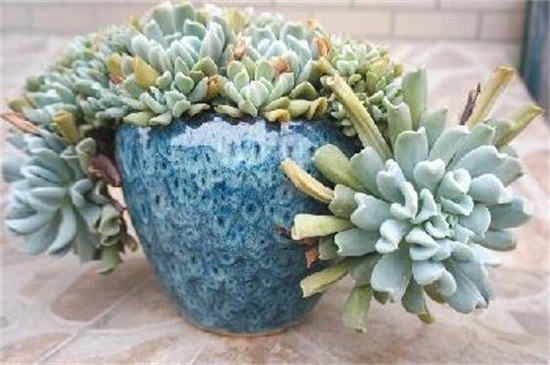 特玉莲叶片干枯腐烂如何办，遮阴防晒并剪根换土