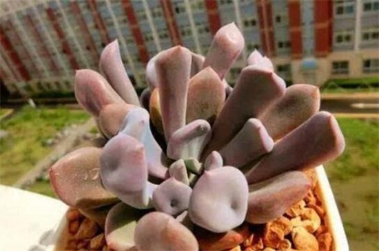 特玉莲如何浇水，冬季低温需停止浇水