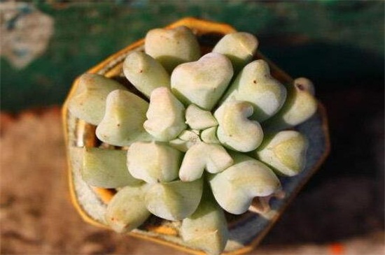 特玉莲如何浇水，冬季低温需停止浇水