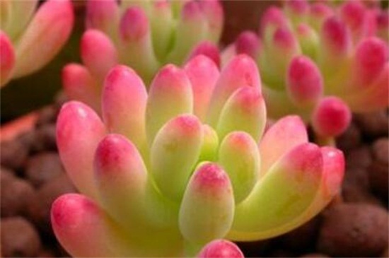 特玉莲如何浇水，冬季低温需停止浇水