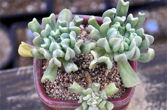 特玉莲秋季如何养，光照洒药预防病虫危害