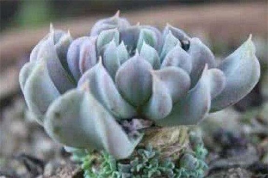 特玉莲秋季如何养，光照洒药预防病虫危害