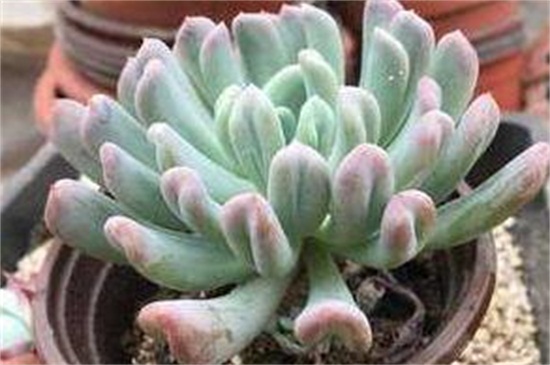 特玉莲秋季如何养，光照洒药预防病虫危害