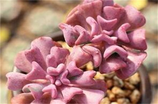 特玉莲秋季如何养，光照洒药预防病虫危害