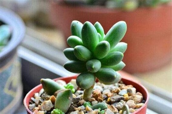 千代田之松叶插留意事项，叶插时间配置盆土