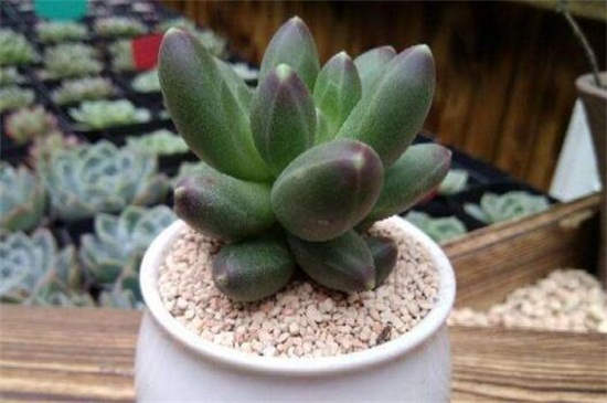 千代田之松叶插留意事项，叶插时间配置盆土