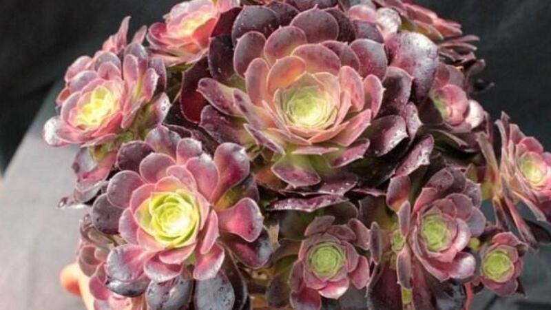 多肉黑法师如何养