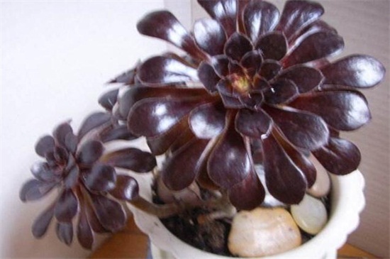 多肉黑法师如何养