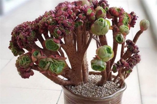 多肉黑法师如何养