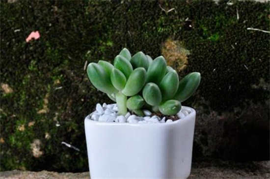 千代田之松如何安全度夏，防晒通风合理浇水养护