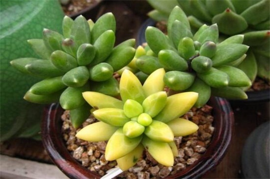 千代田之松如何安全度夏，防晒通风合理浇水养护