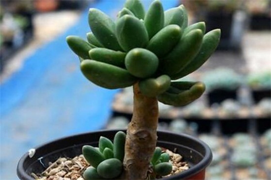 千代田之松如何安全度夏，防晒通风合理浇水养护