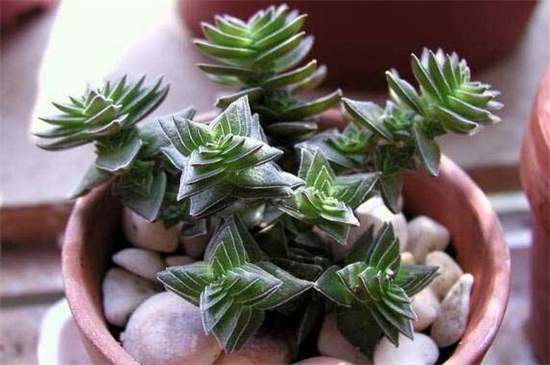 茜之塔的作用，可供观赏还能抵抗辐射