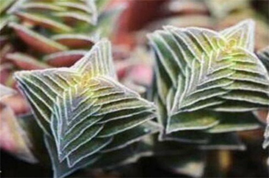 茜之塔的作用，可供观赏还能抵抗辐射