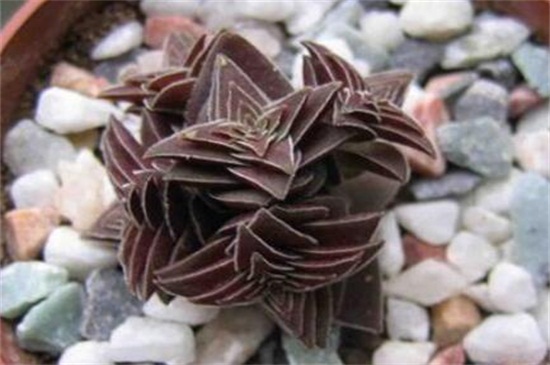 茜之塔的作用，可供观赏还能抵抗辐射