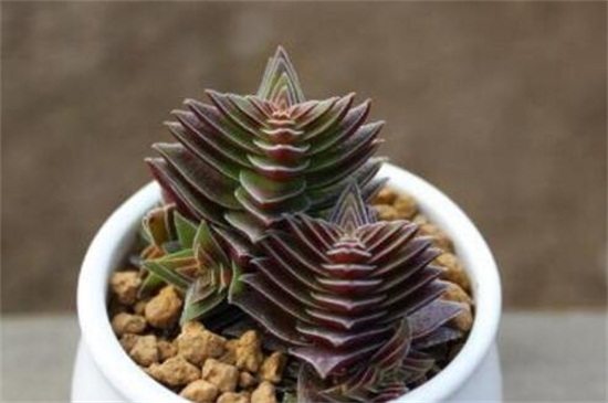 茜之塔的作用，可供观赏还能抵抗辐射