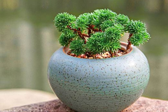 球松适合水培吗,适应能力强可以水培