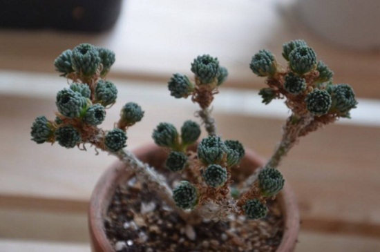 球松适合水培吗,适应能力强可以水培