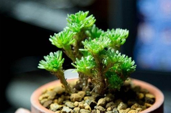 球松适合水培吗,适应能力强可以水培