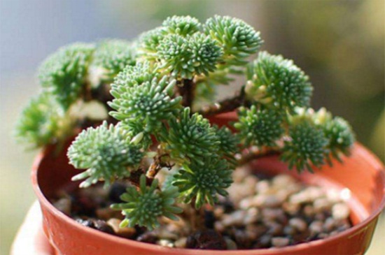 球松适合水培吗,适应能力强可以水培