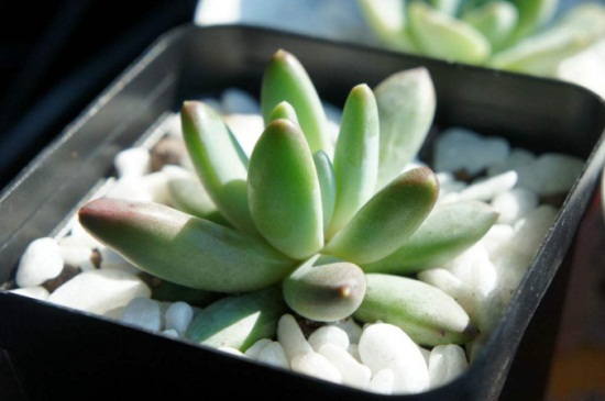 千代田之松可以防辐射吗,防辐射适合室内摆放