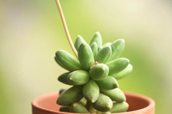 千代田之松可以防辐射吗,防辐射适合室内摆放