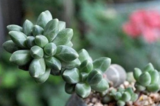 千代田之松可以防辐射吗,防辐射适合室内摆放