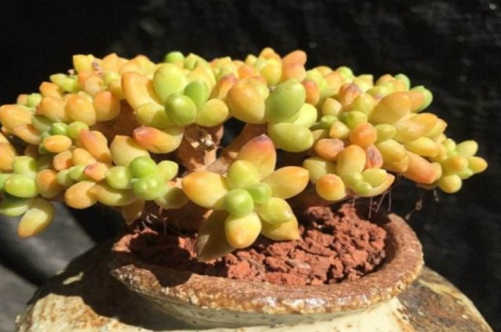 千代田之松可以防辐射吗,防辐射适合室内摆放