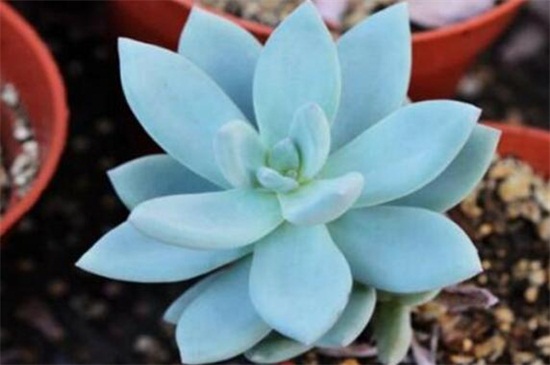 霜之朝如何缀化