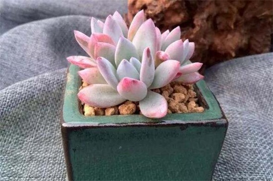 霜之朝如何缀化