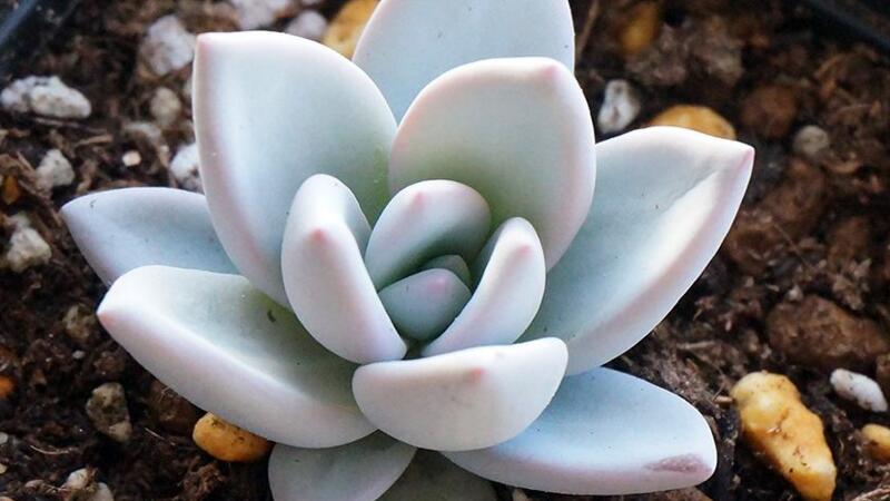 霜之朝如何修剪