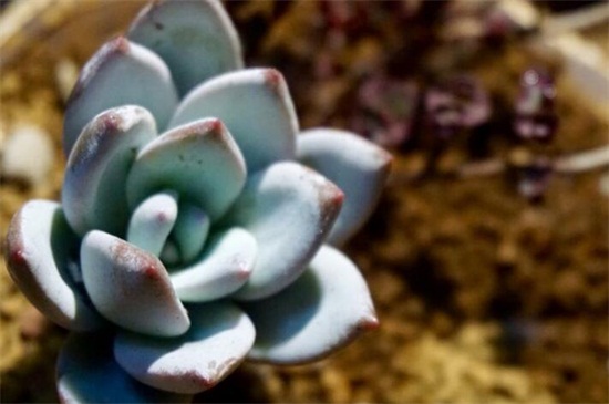 霜之朝如何修剪