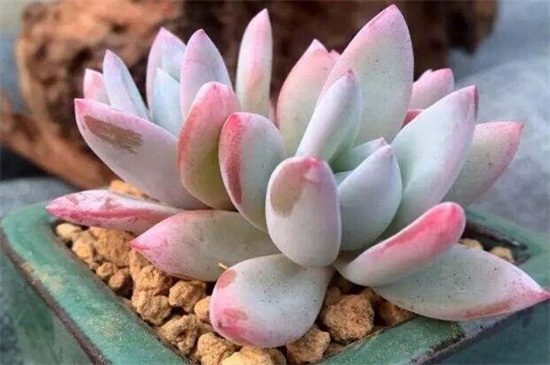 霜之朝如何修剪