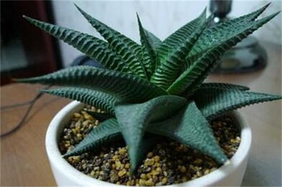 琉璃殿常见虫害及预防和治疗办法，蚜虫清洗植株洒药预防和治疗