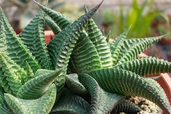 琉璃殿常见虫害及预防和治疗办法，蚜虫清洗植株洒药预防和治疗