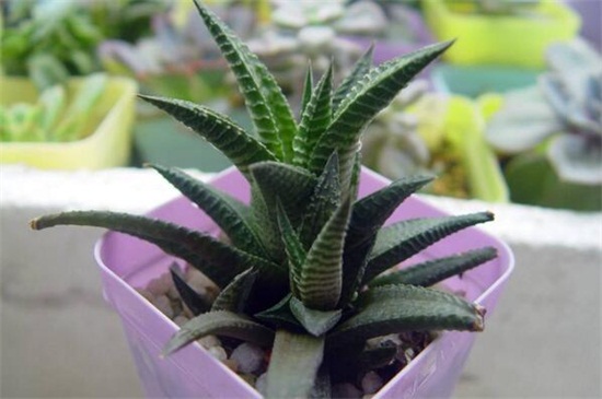 琉璃殿常见虫害及预防和治疗办法，蚜虫清洗植株洒药预防和治疗